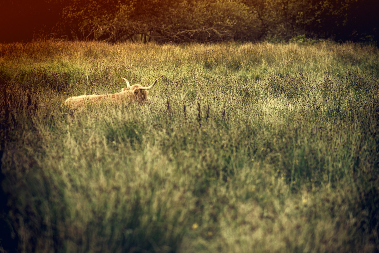 Pasture   Af   Gustavo   Orensztajn