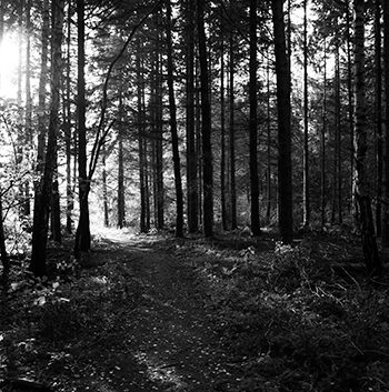 Path   Of   Light   Af   Kirsten   Stigsgaard