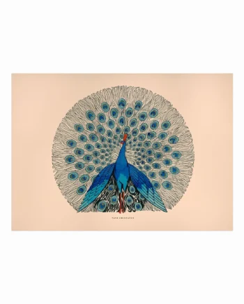 Pavo   Cristatus
