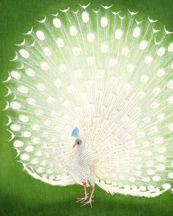 Peacock   Af   Plakatwerket