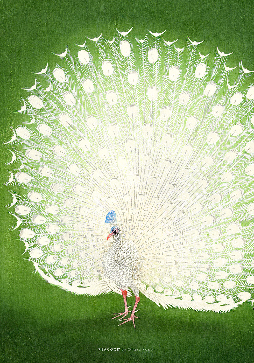 Peacock   Af   Plakatwerket