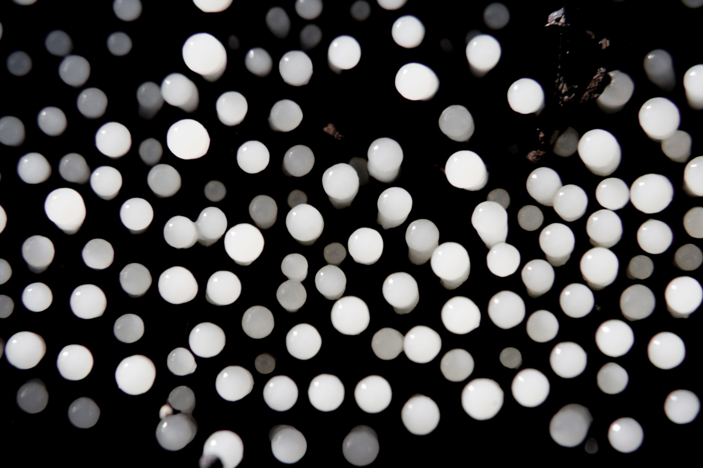 Petite   Pattern   Af   Andreas   Mørck