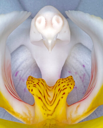Phalanaeopsis       Af   Pauline   Snoeijs