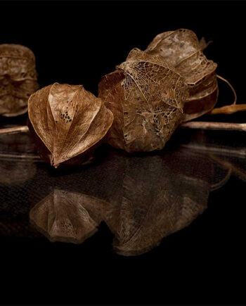 Physalis   I   Af   Cato   Johan   Rød   Photography