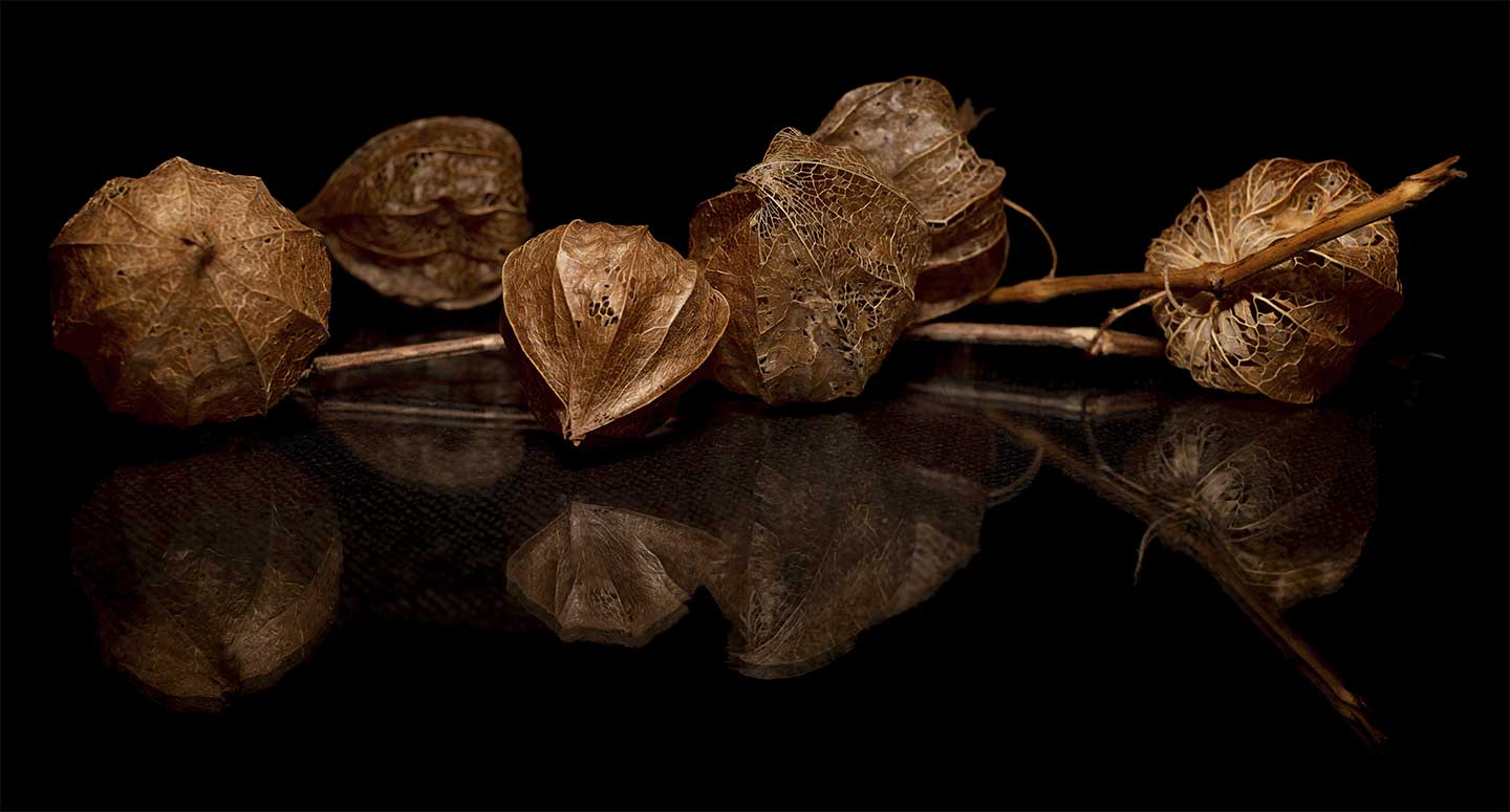 Physalis   I   Af   Cato   Johan   Rød   Photography