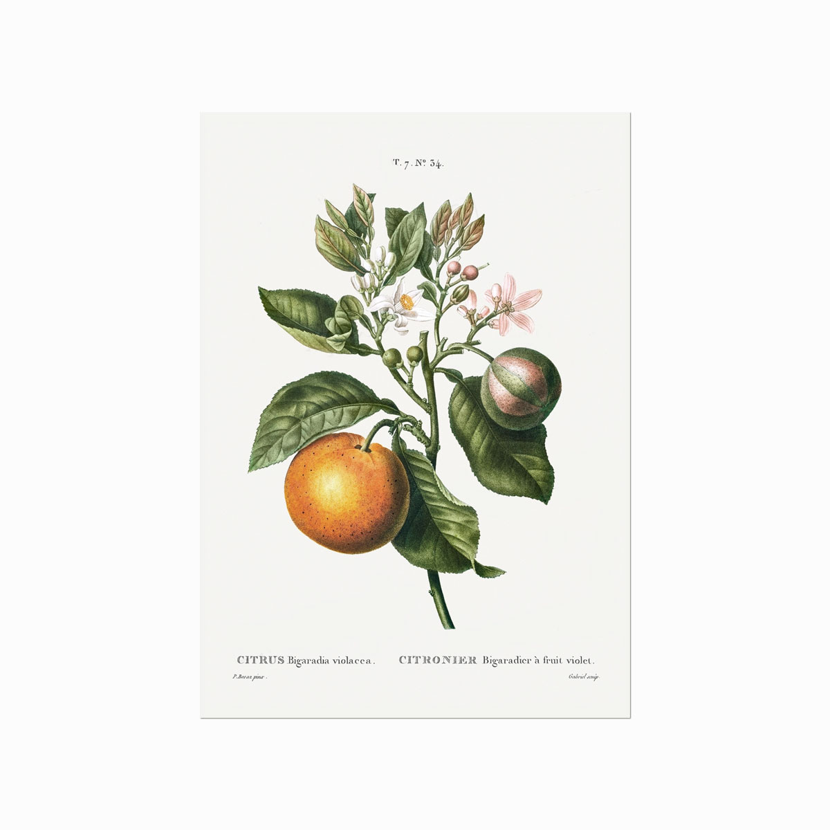 Pierre   Joseph   Redouté    Citrus   No    34