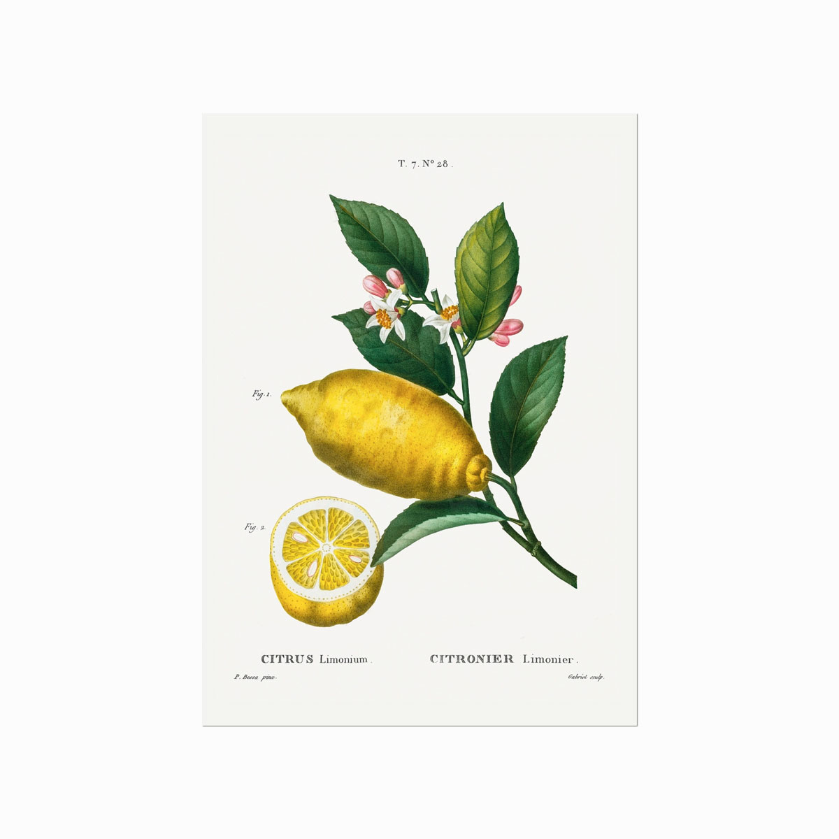 Pierre   Joseph   Redouté    Citrus   No    28