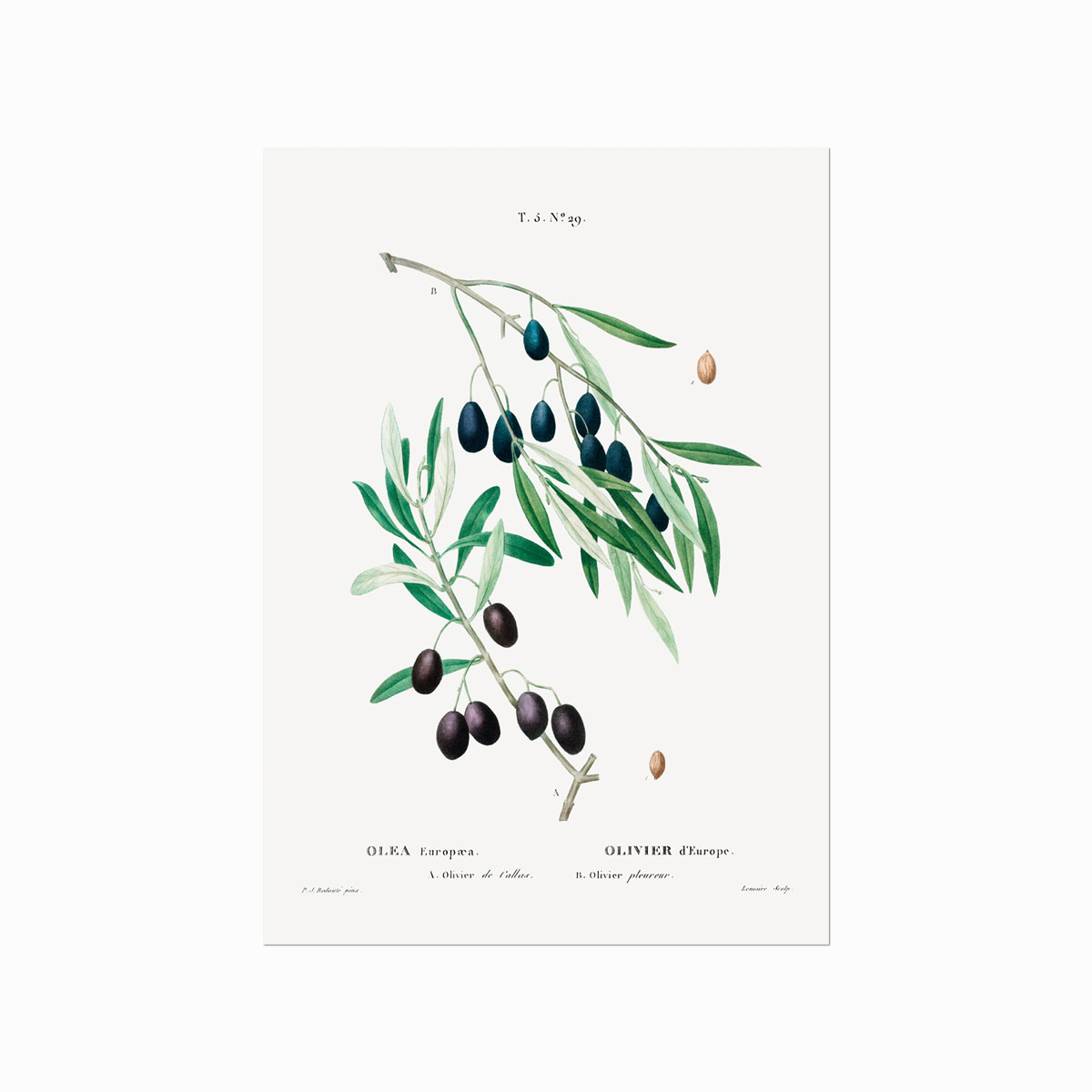 Pierre   Joseph   Redouté    Olive   No    29