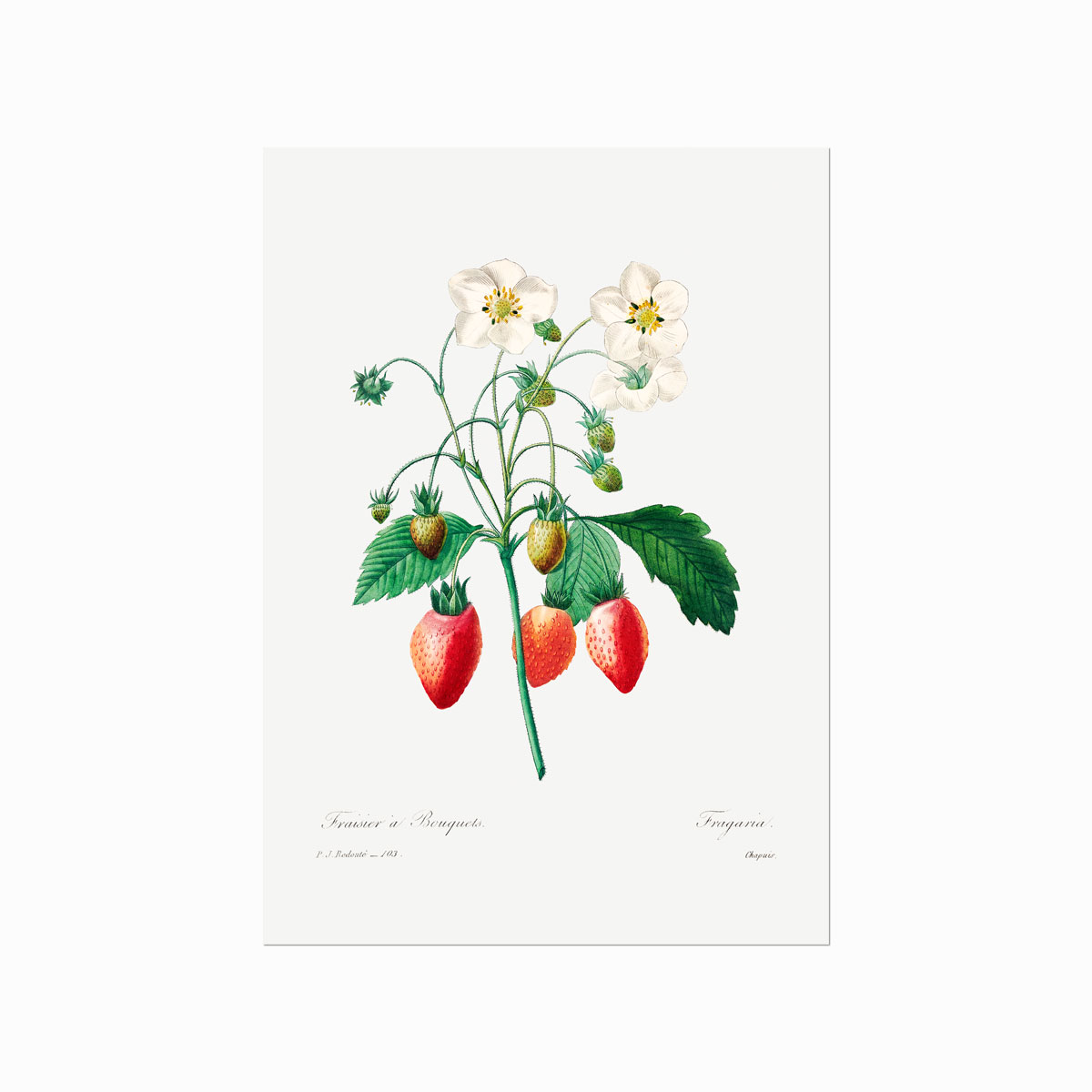 Pierre   Joseph   Redouté    Olive   No    29    Kopier