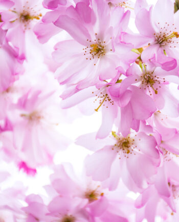 Pink   Cherry   Dream   Af   Kirsten   Stigsgaard