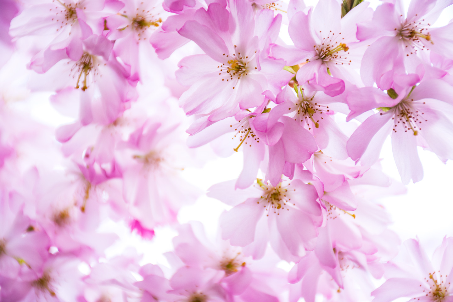 Pink   Cherry   Dream   Af   Kirsten   Stigsgaard