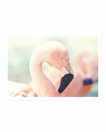 Pink   Flamingo