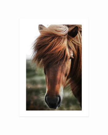 Plakater   Med   Dyr    Chestnut   Horse