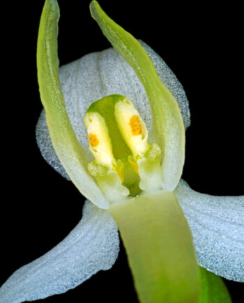 Platanthera   Bifolia   Af   Pauline   Snoeijs