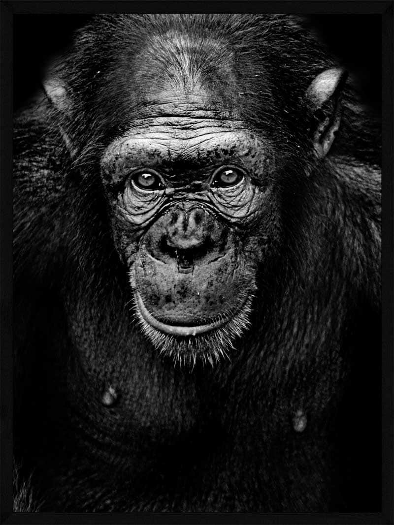 Portræt   Af   En   Chimpanse