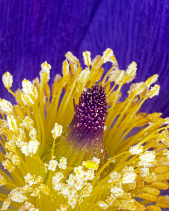 Pulsatilla   Vulgaris   Af   Pauline   Snoeijs