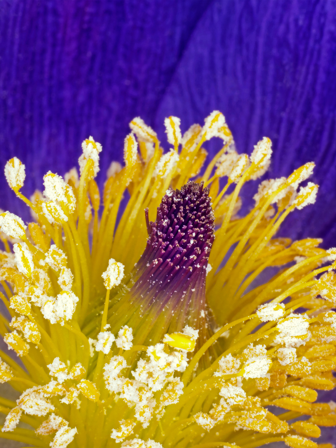 Pulsatilla   Vulgaris   Af   Pauline   Snoeijs