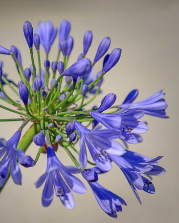 Purple   Agapanthus   Bloom   Af   Cato   Johan   Rød   Photography