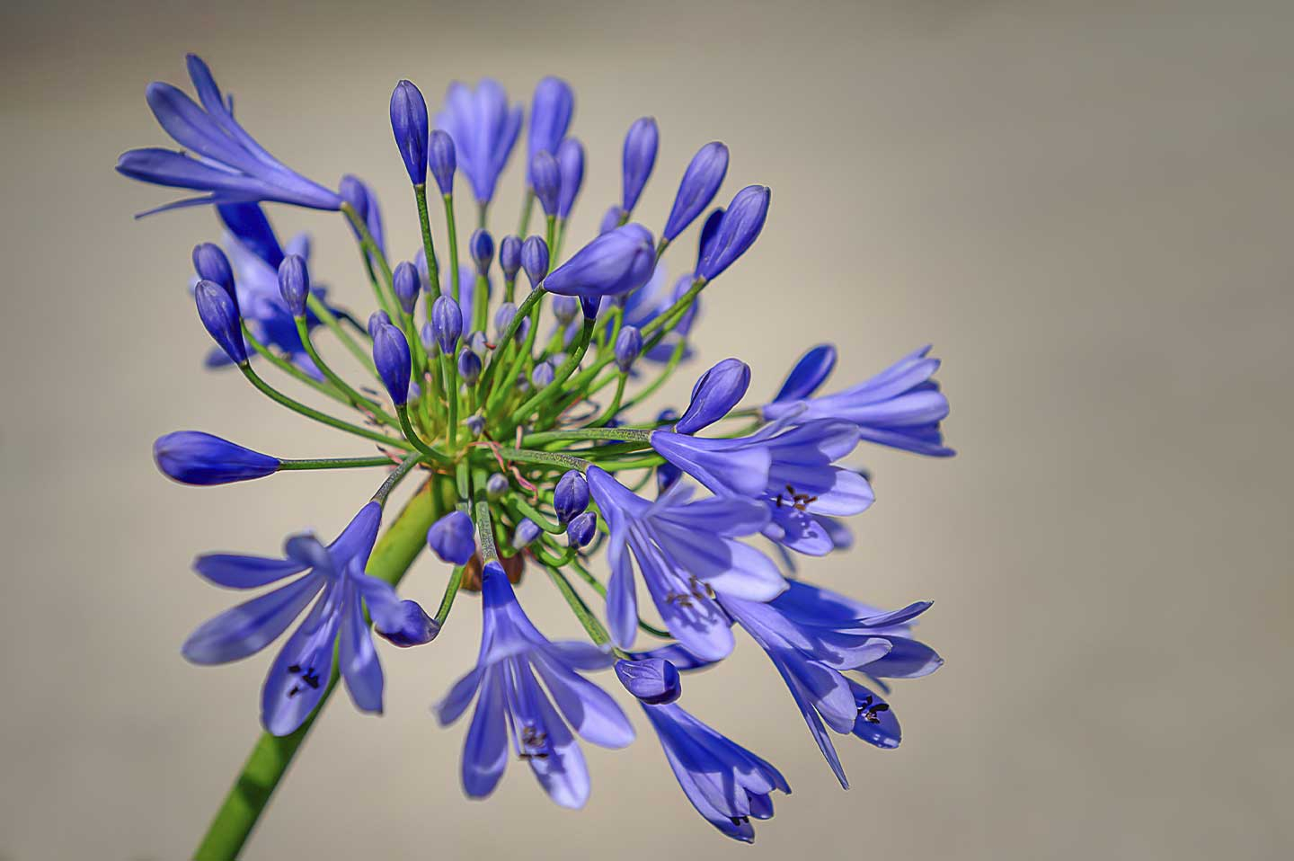 Purple   Agapanthus   Bloom   Af   Cato   Johan   Rød   Photography