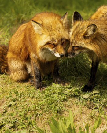 Ræve   Pleje   Af   Msj   Natur   Foto