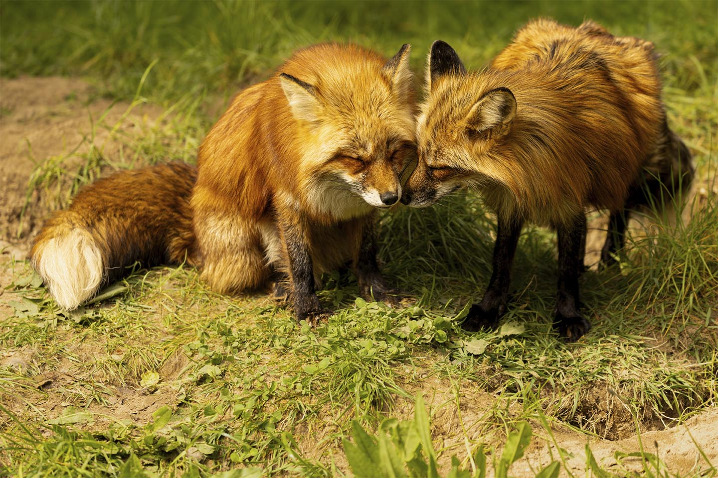 Ræve   Pleje   Af   Msj   Natur   Foto