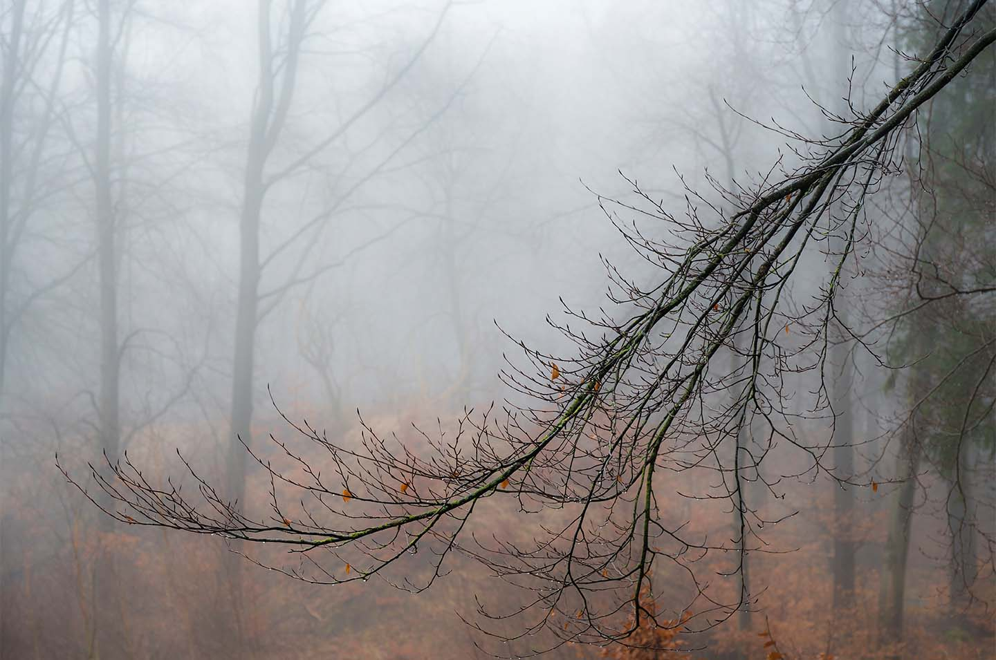 Raindrop   Branch   Af   Klint   Fotografi