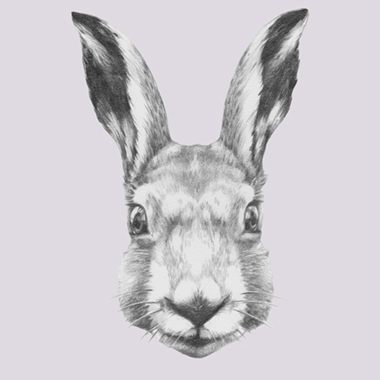 Ready   Steady   Rabbit   Af   Illux