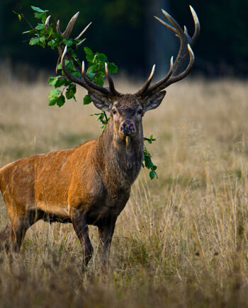 Red   Deer   Stag   With   Accessories   Af   Daniel   Faisst