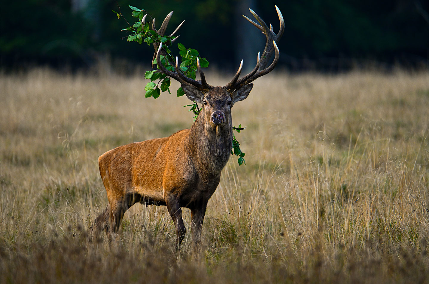 Red   Deer   Stag   With   Accessories   Af   Daniel   Faisst