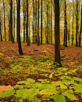 Road   Of   Leafs   Af   Jakob   Evers