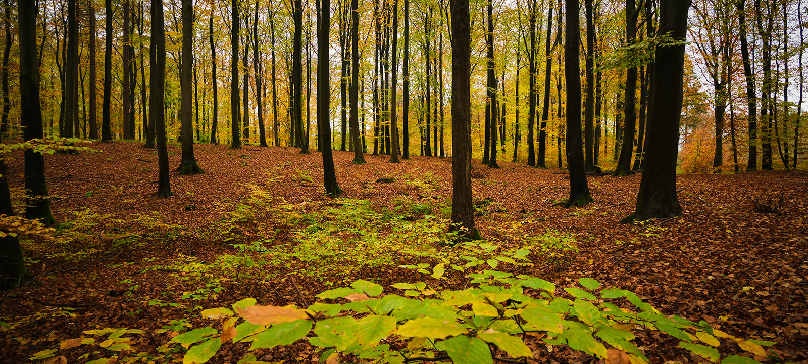 Road   Of   Leafs   Af   Jakob   Evers