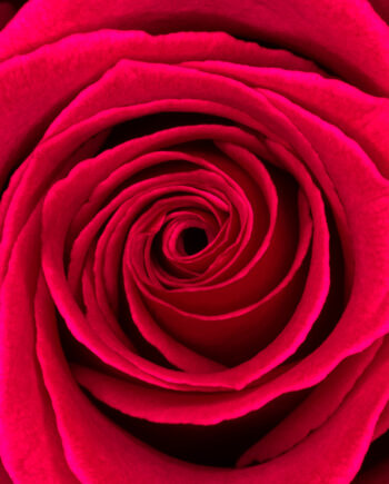 Rosa   Af   Pauline   Snoeijs