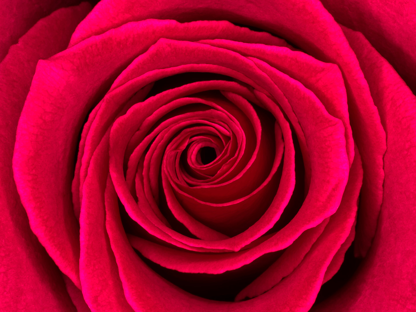 Rosa   Af   Pauline   Snoeijs