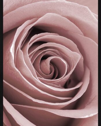Rose Close-up