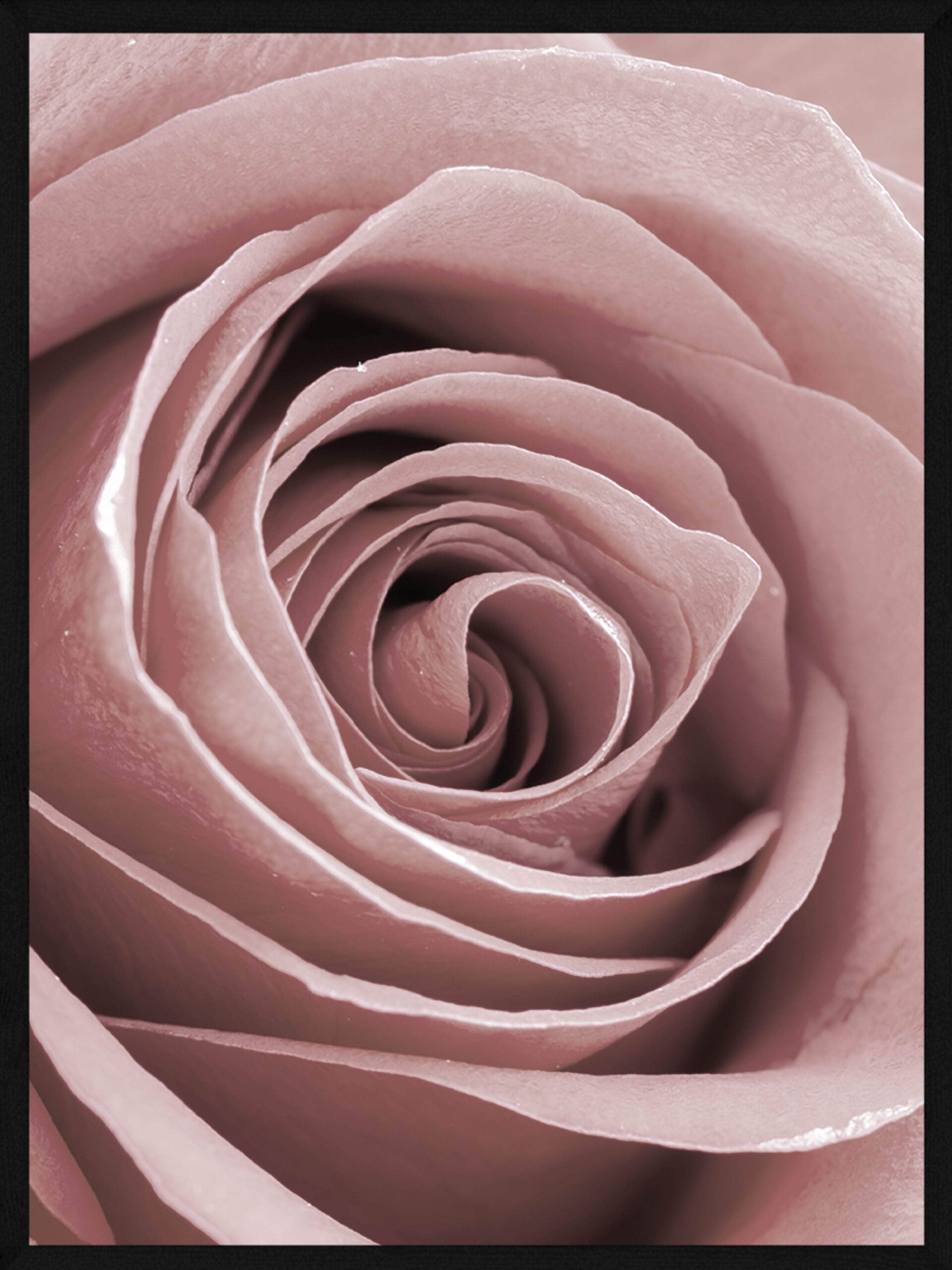 Rose Close-up
