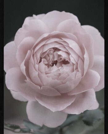 Rose På Stilk Plakat
