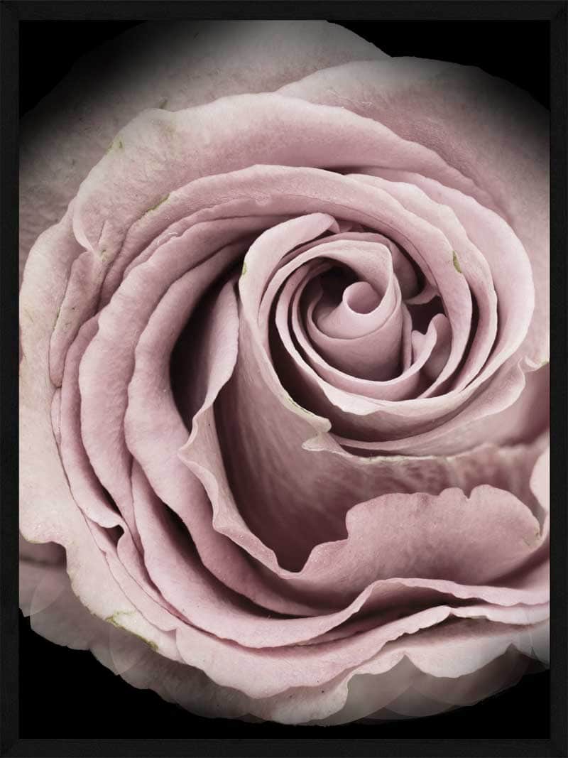 Rose Plakat