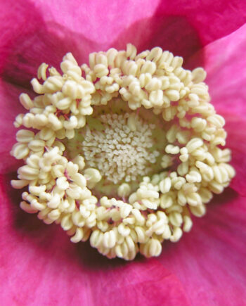 Rubus   Odoratus   Af   Pauline   Snoeijs