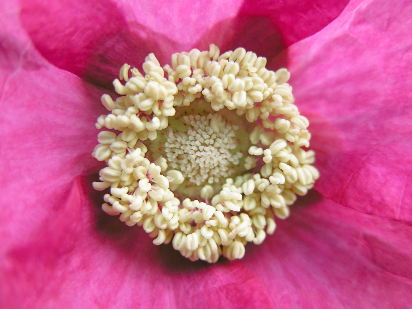Rubus   Odoratus   Af   Pauline   Snoeijs