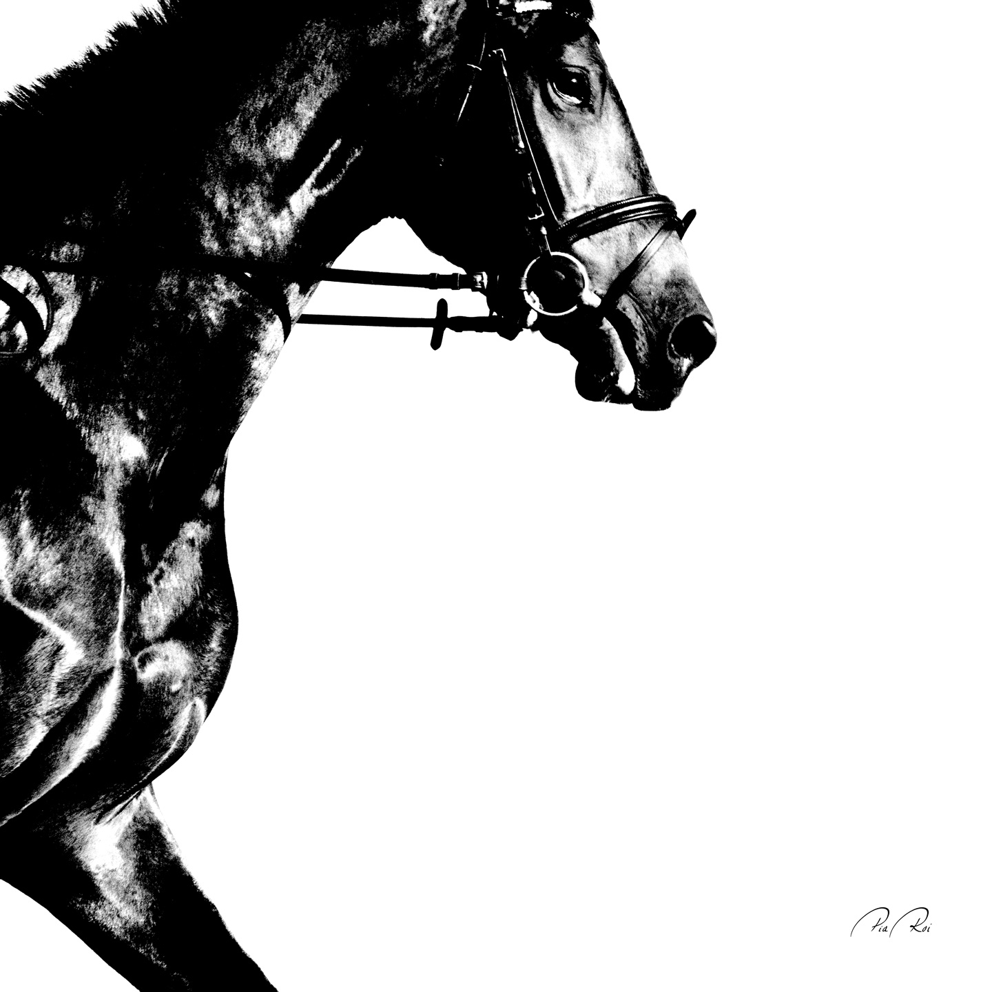 Running   Horse   Af   Pia   Roi