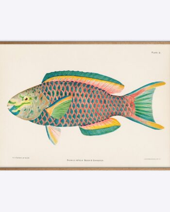 Scarus   Vetula   Papegøjefisk