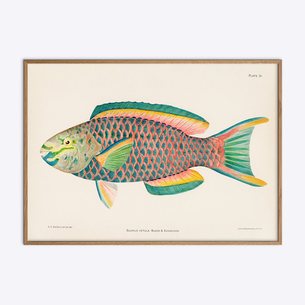 Scarus   Vetula   Papegøjefisk