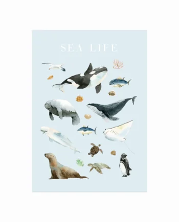 Sea   Life