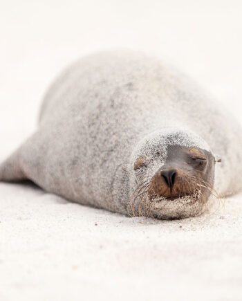 Sea   Lion   In   Disquise   Af   Per   Sørensen