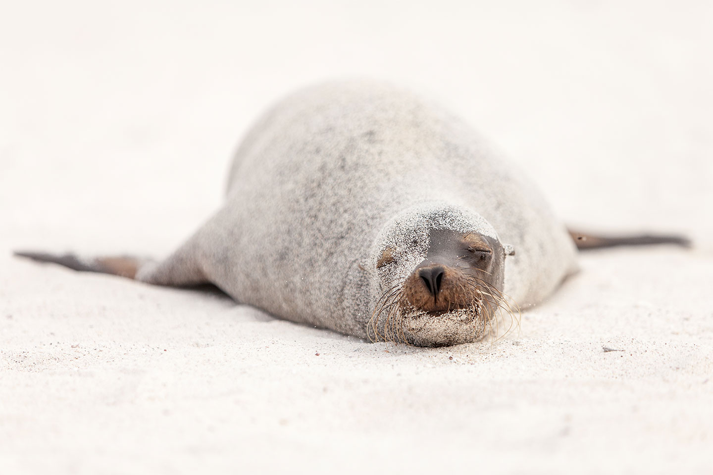 Sea   Lion   In   Disquise   Af   Per   Sørensen