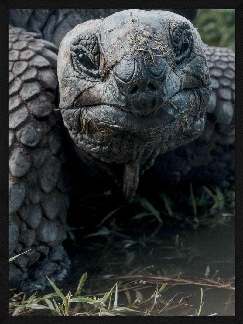 Skildpadde   Close - Up   Plakat