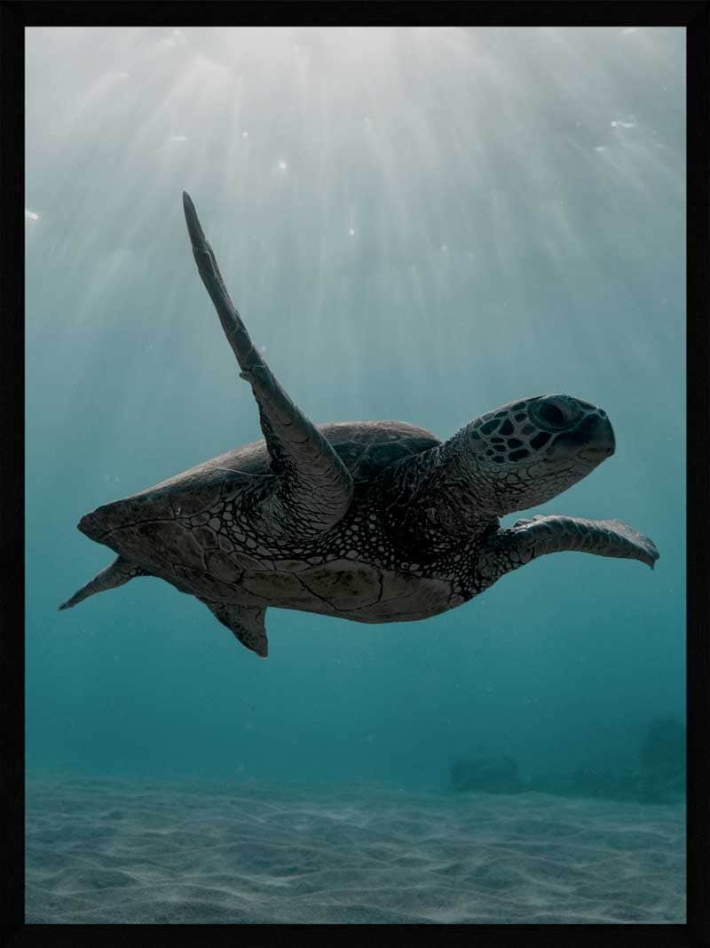 Skildpadde   Under   Havet   Plakat