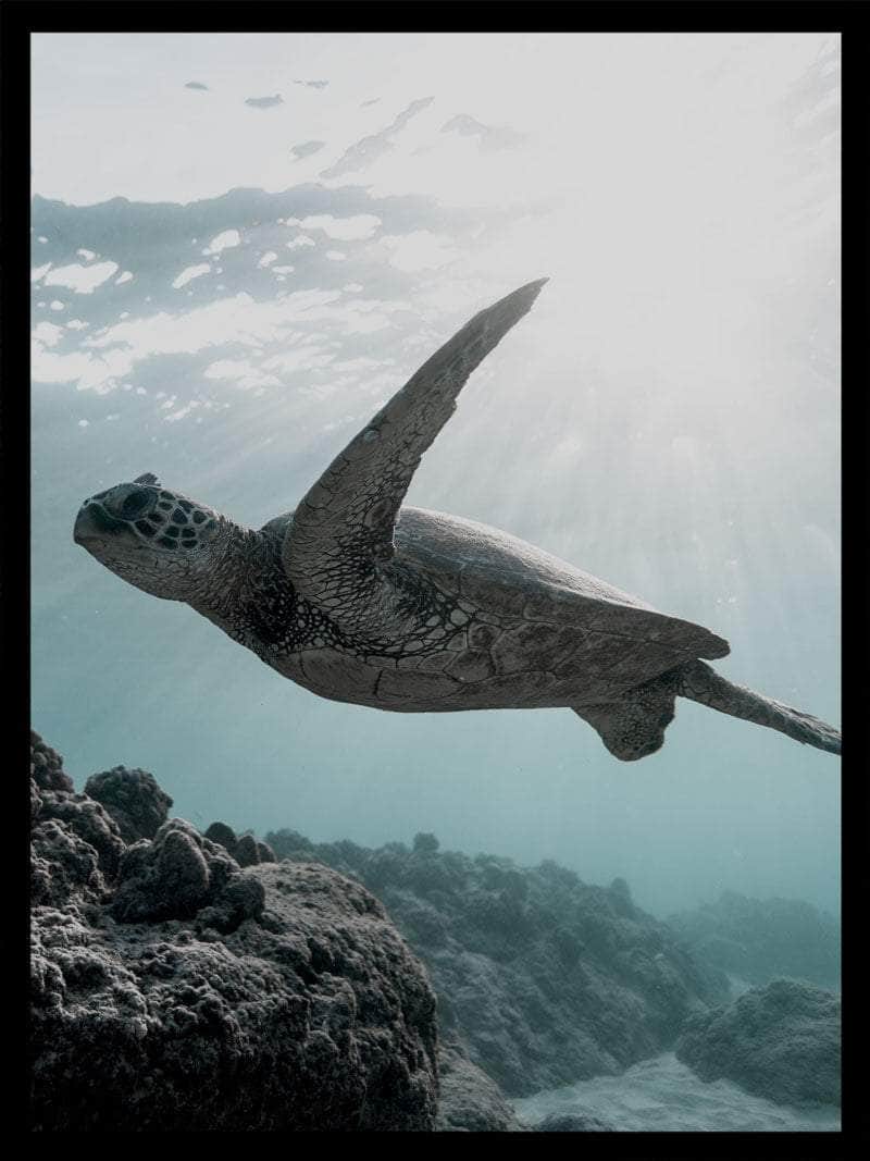 Skildpadde   Under   Vandet   Plakat