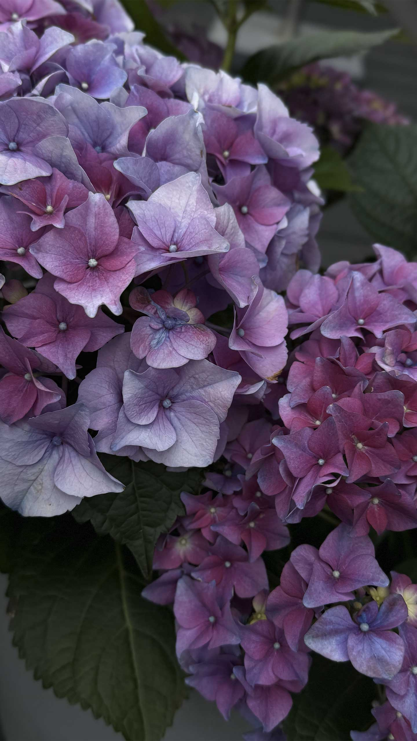 Smukke   Blomster   Af   Heart   Notes