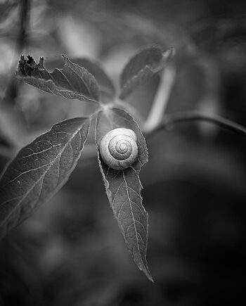 Snail   Af   Henrik   Hansen